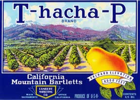 T-HACHA-P fruit crate label (pears).